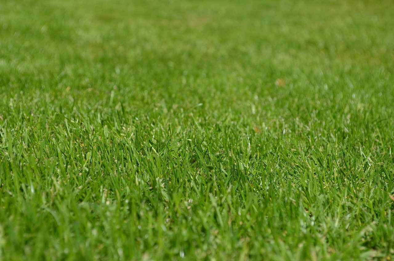 services-05 grasses, lawn, garden, ornamental grasses, greenery, meadow, yard, english lawn, nature, lawn, lawn, lawn, lawn, lawn, garden, yard, yard, yard, yard