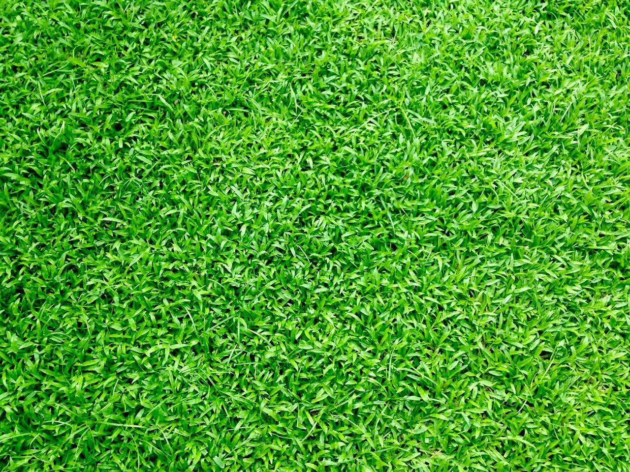 services-03 Vibrant green grass close-up, perfect for background or texture use in outdoor themes.