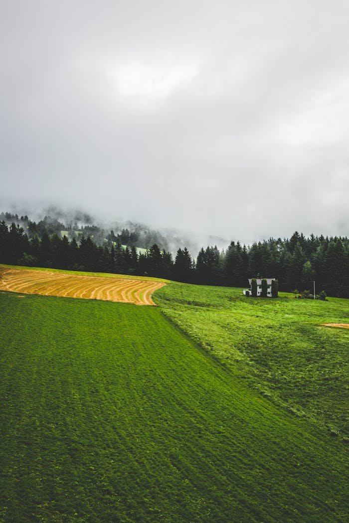 who-we-are Foggy landscape of fields and forest in Trentino-Alto Adige, Italy.