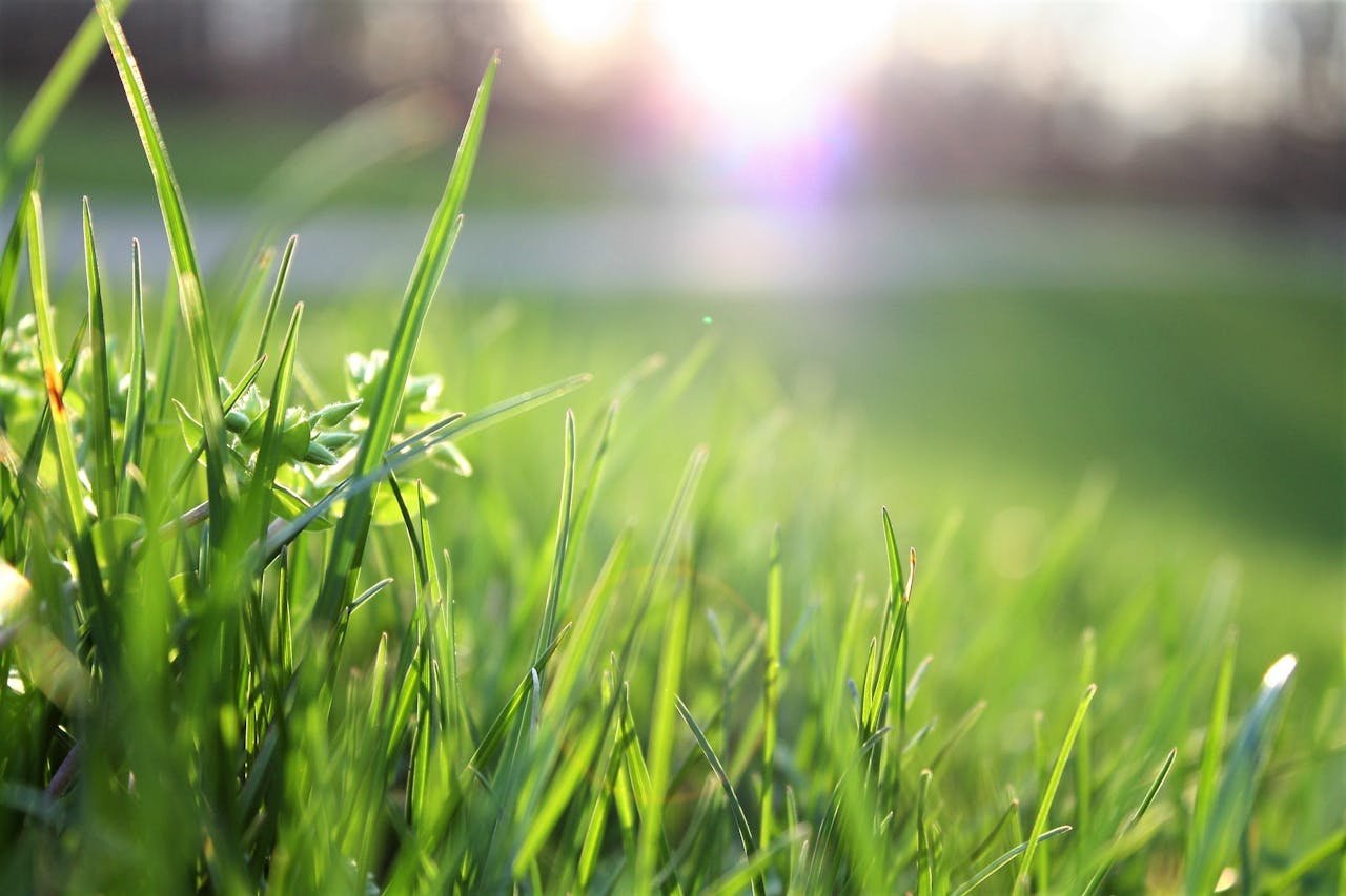 services-01 Macro shot of lush green grass with sunlight creating a warm, serene atmosphere.