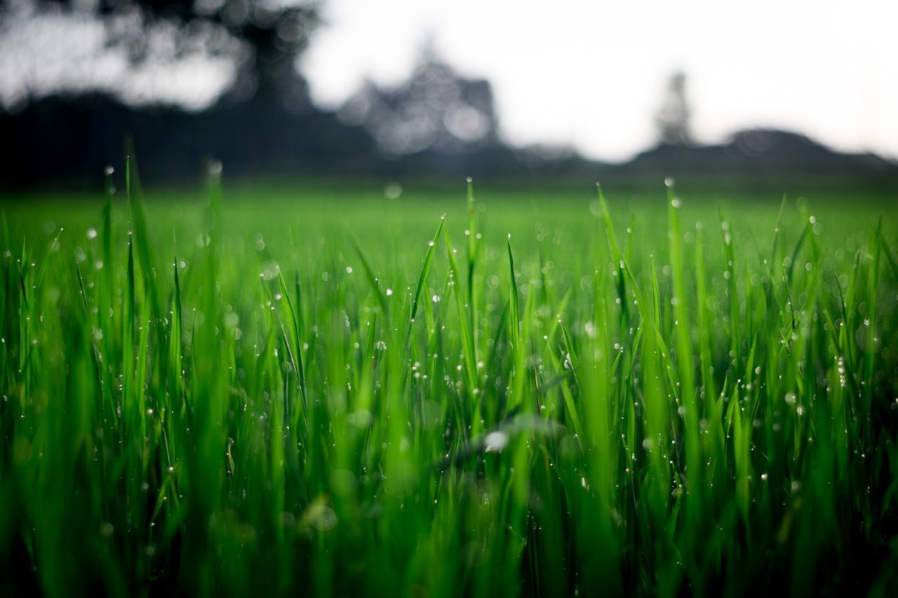 services-04 Close-up of lush green grass covered with morning dew in a rural field.